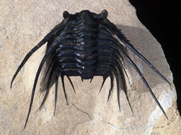 Трилобиты возрастом 490 миллионов лет стали ключом к древней географической загадке