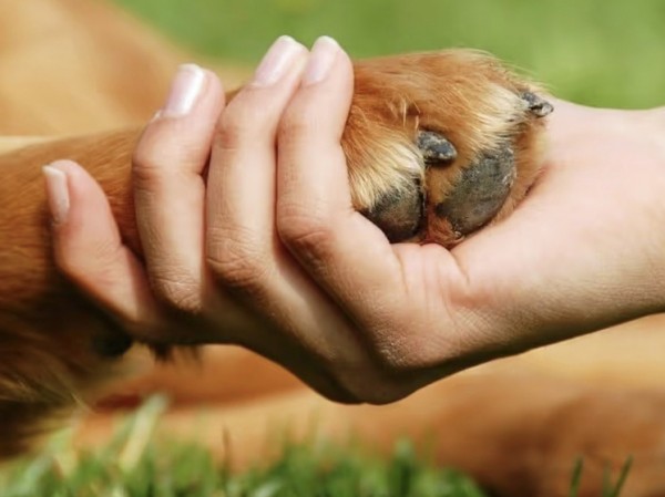 Обнародован пугающий прогноз смертности от передающихся животными к человеку заболеваний