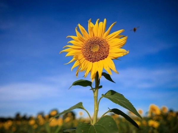 Движение подсолнечников за солнцем поставило науку в тупик