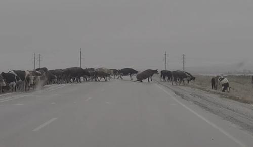 Коровы на льду перекрыли трассу под Магнитогорском Коровы на льду перекрыли трассу под Магнитогорском