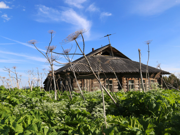 Академик Долгушкин рассказал про 20 миллионов гектаров заброшенных пахотных земель