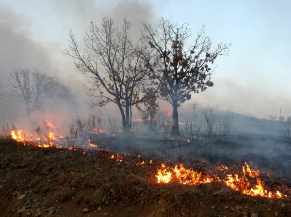 Ивановские ученые изобрели новое средство борьбы с ландшафтными пожарами
