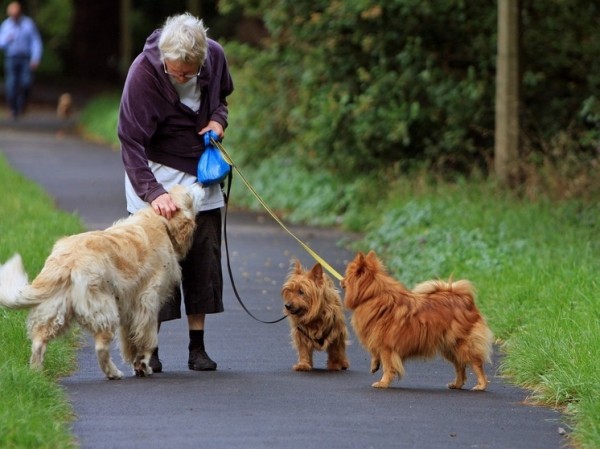 Выявлена связь между наличием собаки и развитием старческой деменции