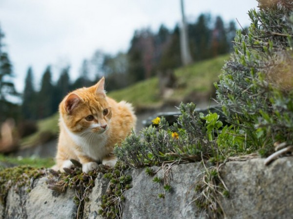 Кошек назвали «высокоэффективными убийцами»: истребляют редких животных