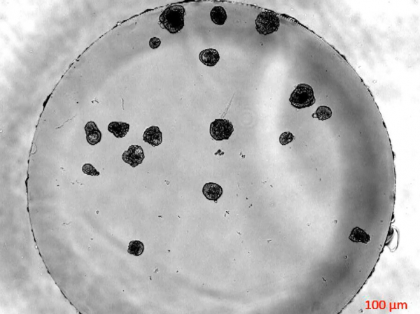 Крошечные живые роботы из человеческих клеток удивили ученых