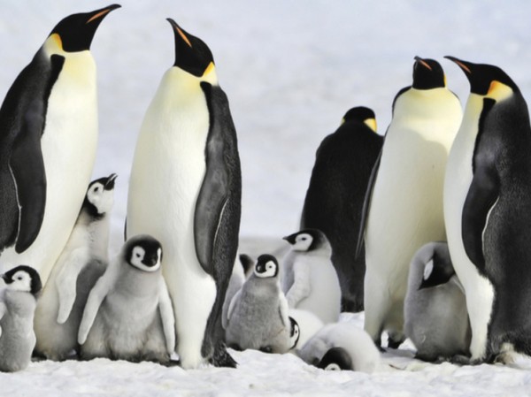 Учёные назвали новые удивительные особенности пингвинов