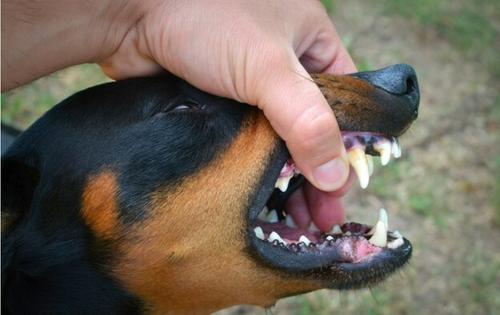 Астрахань пугает случаями гибели людей от нападения безнадзорных собачьих стай Астрахань пугает случаями гибели людей от нападения безнадзорных собачьих стай