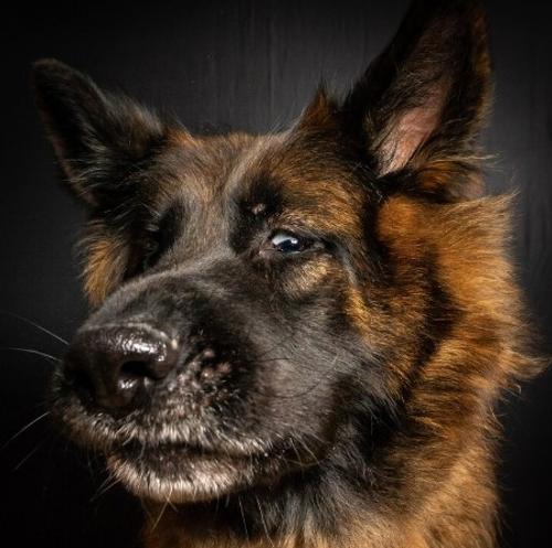 Астраханские депутаты позволят гуманно умерщвлять бездомных собак