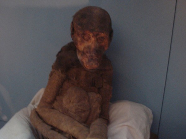 Загадочные мумии бабуинов пролили свет на историю Древнего Египта