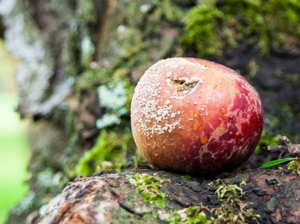 Объяснена опасность употребления в пищу продуктов с плесенью