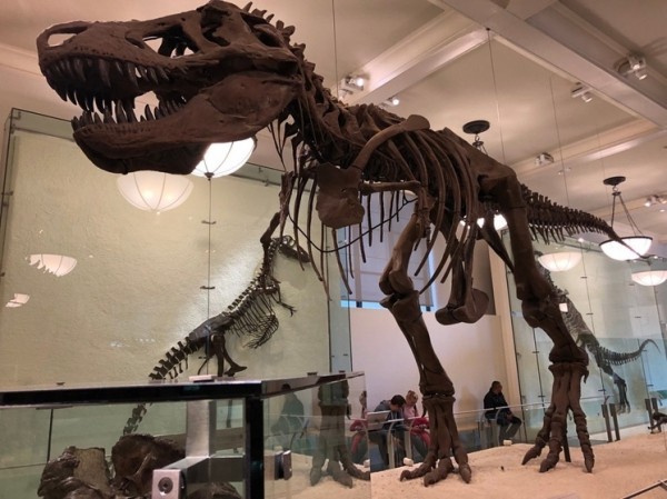 Последняя трапеза: впервые ученые раскрыли содержимое желудка «разборчивого» тираннозавра