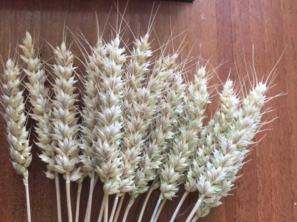 От роговицы до квантовых компьютеров: определена десятка ярких научных работ 2023