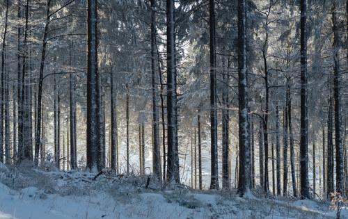Неизвестные истязали и обокрали жителя Пикалево в лесу