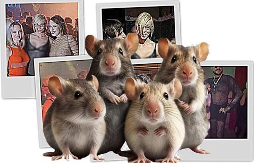 Оказалось, что столичный клуб посещали крысы