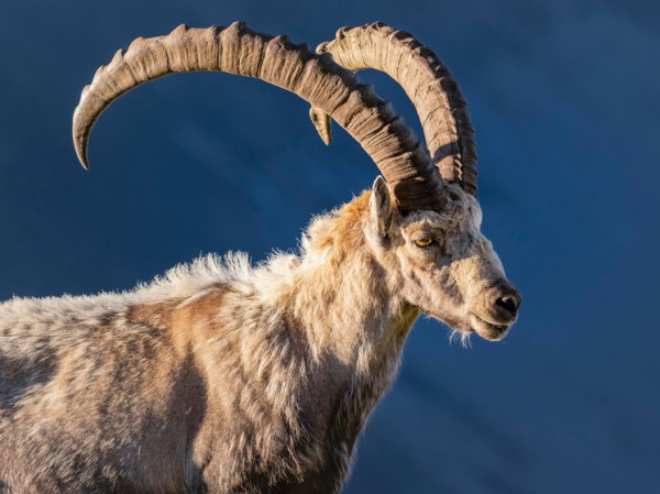 Выяснились зловещие последствия ночной активности горных козлов