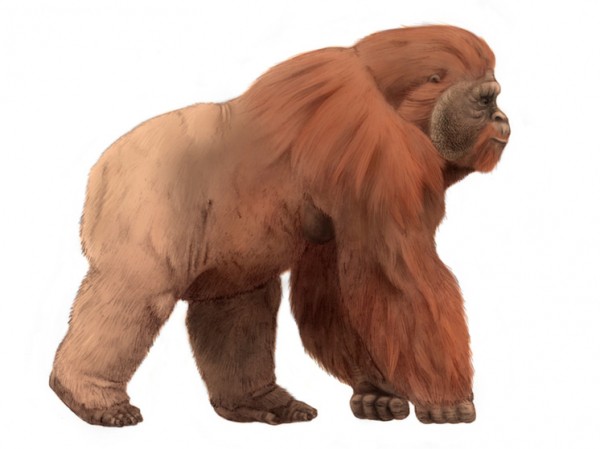 Похожие на Кинг-Конга: объяснено исчезновение в Китае гигантских обезьян