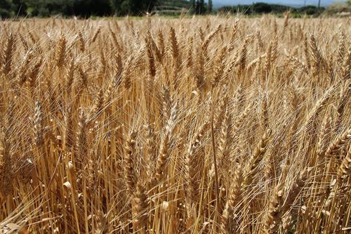 Новое правительство Польши выступило против беспошлинной торговли с Украиной Новое правительство Польши выступило против беспошлинной торговли с Украиной