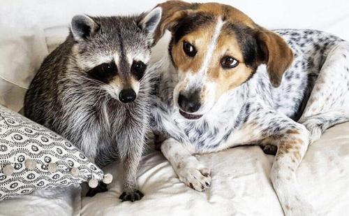 В Хабаровском крае начали действовать новые правила выгула собак и енотов