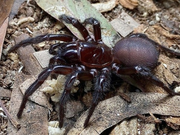 Рекордных размеров самец самого смертоносного паука найден в Австралии