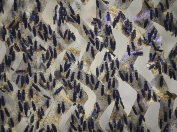 Саратовские ученые изобрели способ изготовления деликатесов из личинок мух