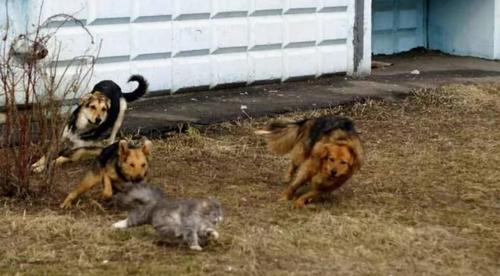 Спустя полгода воронежские следователи подтвердили, что 31-летнего мужчину до смерти загрызли собаки