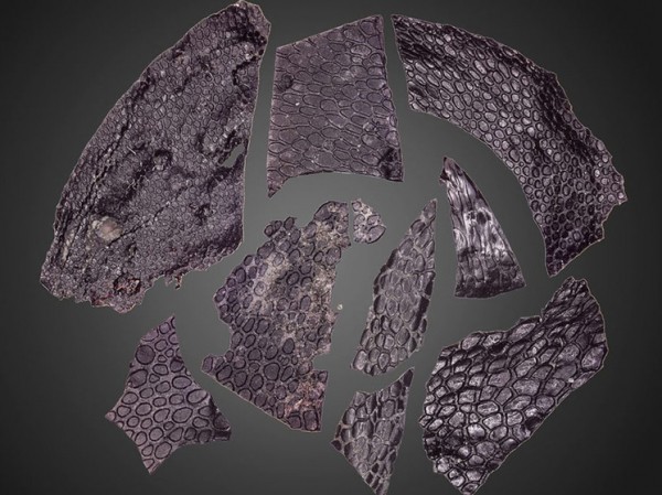 Древнейшая окаменелость поразила палеонтологов: возраст находки составил почти в 300 млн лет