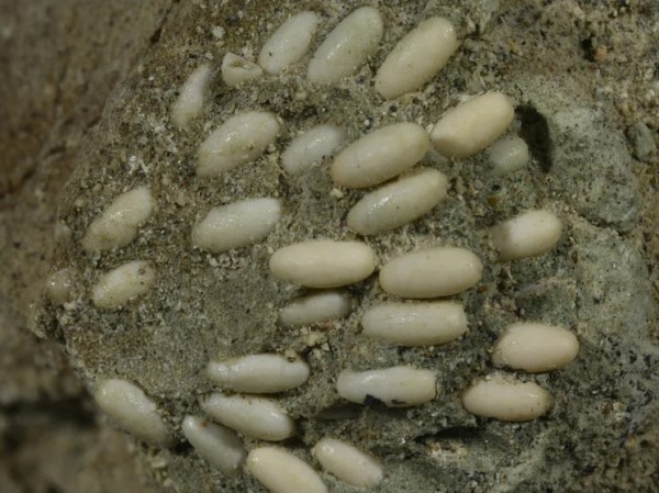 Обнаружен уникальный окаменелый артефакт возрастом 29 миллионов лет