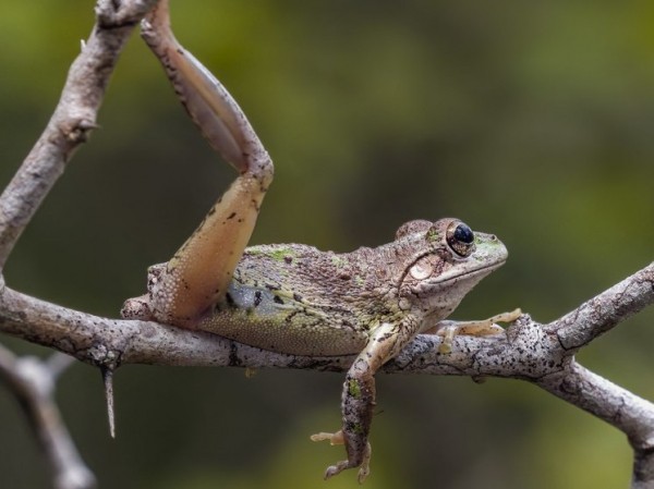 Американцев призвали убивать лягушек-каннибалов на месте