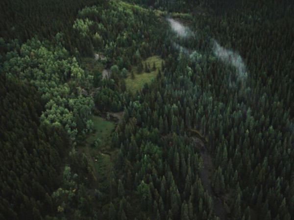 Лес времен динозавров нашли в США: простирался на 320 километров