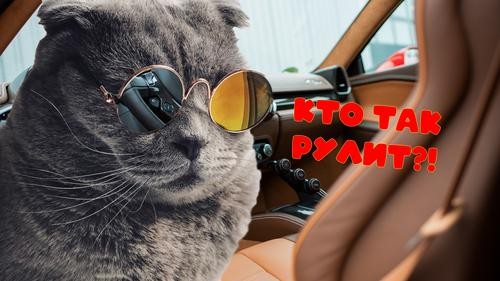 В Крыму кот выпучив глаза бросился на водителя машины. ДТП В Крыму кот выпучив глаза бросился на водителя машины. ДТП