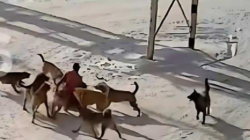 В Хабаровске бездомные собаки насмерть загрызли мужчину В Хабаровске бездомные собаки насмерть загрызли мужчину