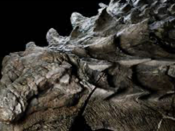 Ученые показали окаменелость «дракона» возрастом 240 миллионов лет