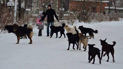 Хабаровск перенимает титул «собачьей столицы» у Астрахани?
