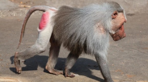 Россия и враги: нет победы без агрессии Россия и враги: нет победы без агрессии