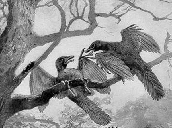 Ученые раскрыли скрытое правило для маховых перьев динозавров