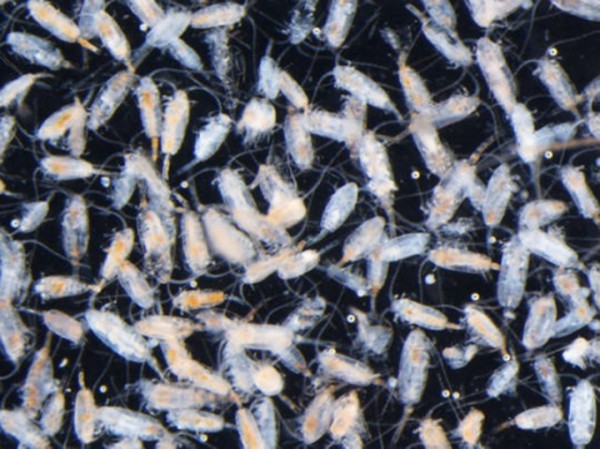 Российские ученые обнаружили на побережье Японского моря красный лед