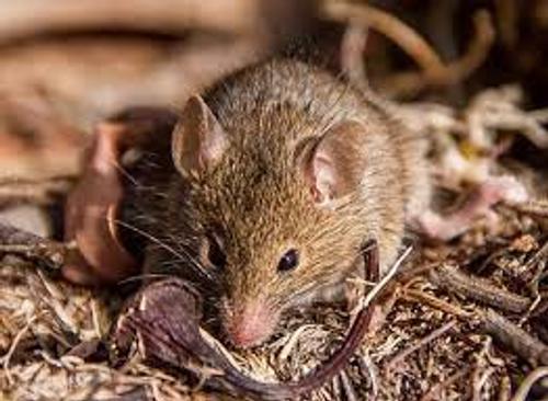 Западную технику ВСУ способны вывести из строя даже мыши