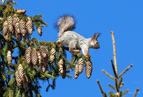 Ради строительства жилого комплекса в Ханты-Мансийске хотят вырубить вековые кедры Ради строительства жилого комплекса в Ханты-Мансийске хотят вырубить вековые кедры