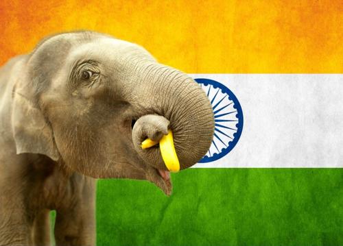 Родина слонов обеспечит нас бананами