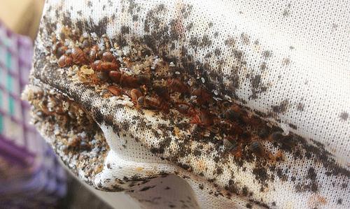 Бизнес на крови?