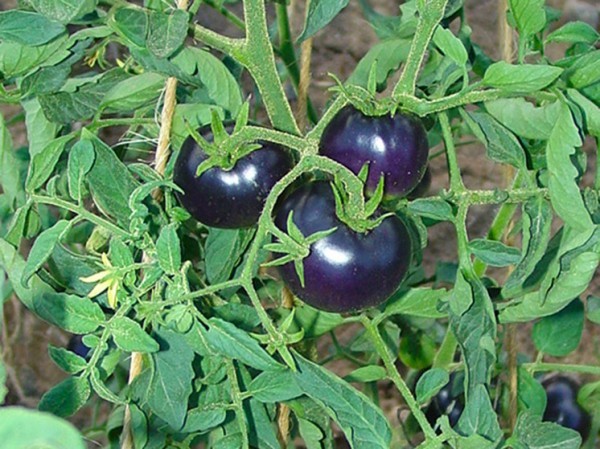 Поступил в продажу первый фиолетовый ГМО-помидор