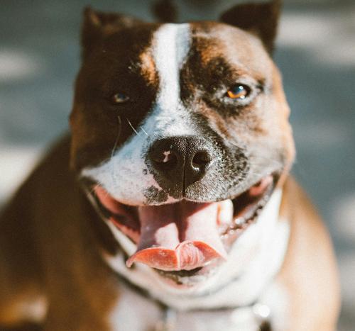 В Уфе мужчина оставил на вокзале американского стаффордширского терьера и уехал В Уфе мужчина оставил на вокзале американского стаффордширского терьера и уехал