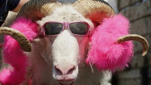 Блогеров-недоумков, насмехающихся над трагедией, нужно наказать или «понять и простить»? Блогеров-недоумков, насмехающихся над трагедией, нужно наказать или «понять и простить»?