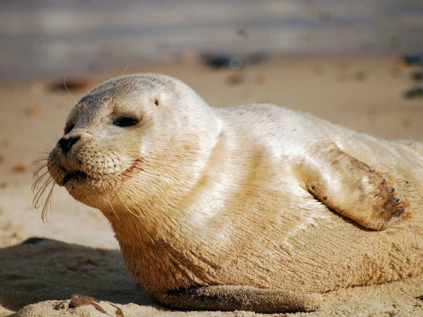 Судья из США предрек неизбежное вымирание млекопитающих из-за парниковых выбросов