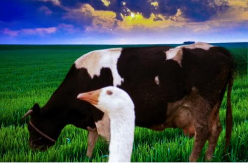 Нам нельзя становиться животными