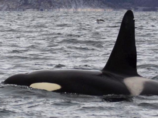 Одинокий кит-убийца распотрошил большую белую акулу за пару минут