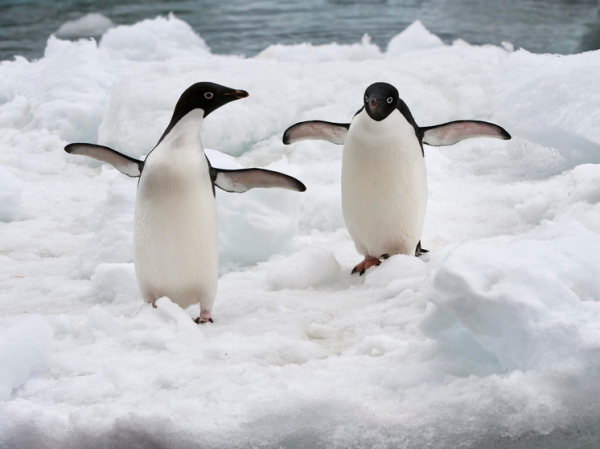 Климатологи предупредили об опасностях для человечества: на полюсах Земли творится странное