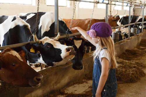 Подмосковье выделит почти 40 миллионов рублей на грант «Агротуризм»