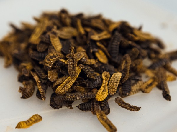 Российские ученые вырастили личинки мух для кормления коров