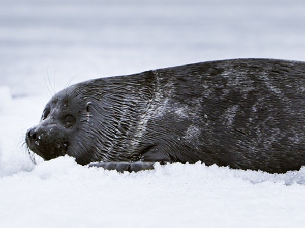 Удивительные метаморфозы Байкала: биологи рассказали об изменениях в поведении рыб и вселенцах